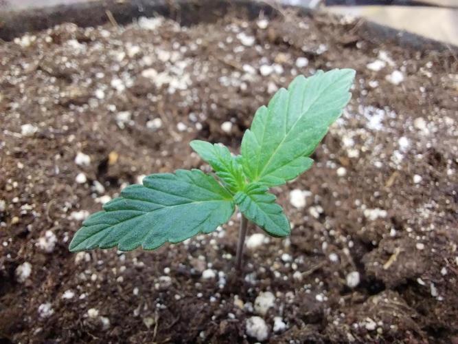 Blanchette. Week 1 - 30/10