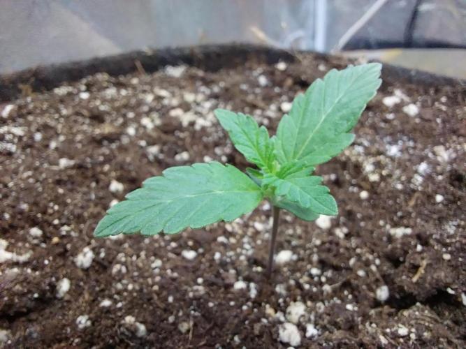 Blanchette. Week 1 - 31/10