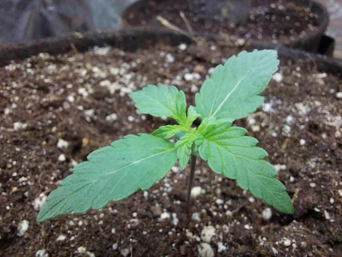 Blanchette. Week 1 - 01/11