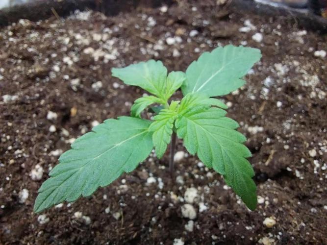 Blanchette. Week 1 - 02/11