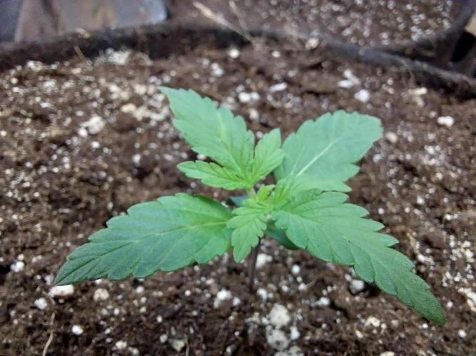 Blanchette. Week 1 - 03/11