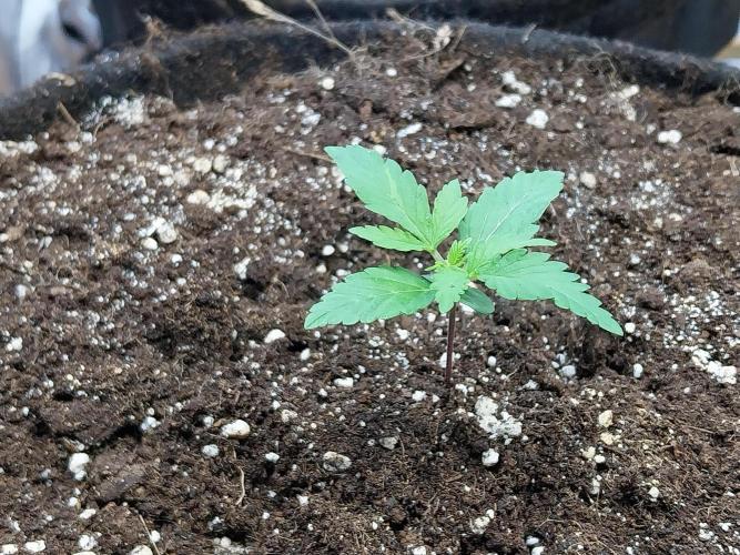 Blanchette. Week 1 - 04/11