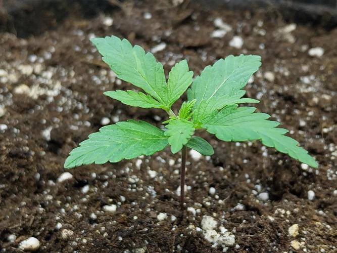 Blanchette. Week 1 - 04/11