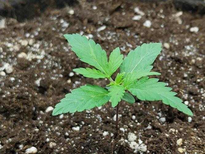 Blanchette. Week 1 - 04/11