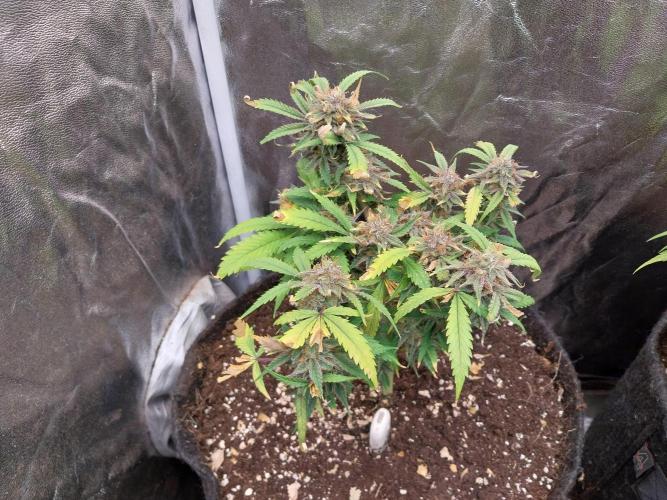 Pierrette de la lune 1. Week 11 - 30/10