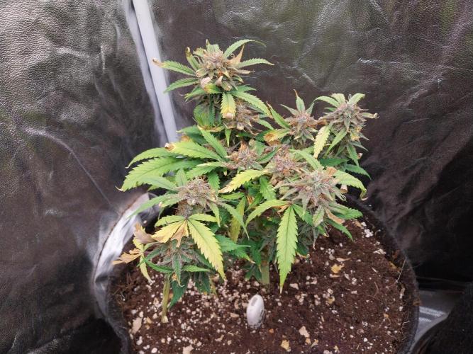 Pierrette de la lune 1. Week 11 - 31/10