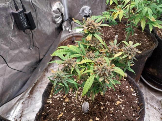 Pierrette de la lune 1. Week 11 - 01/11