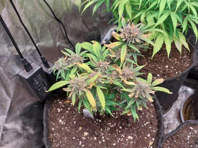 Pierrette de la lune 1. Week 11 - 02/11