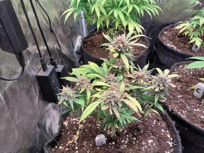 Pierrette de la lune 1. Week 11 - 03/11