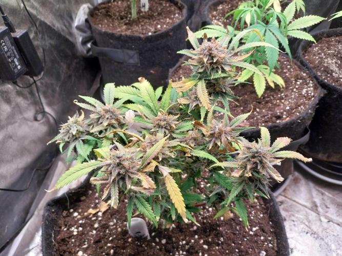 Pierrette de la lune 1. Week 11 - 04/11