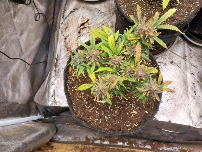 Pierrette de la lune 1. Week 11 - 05/11