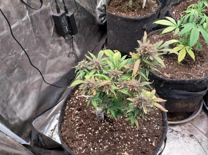 Pierrette de la lune 1. Week 11 - 05/11