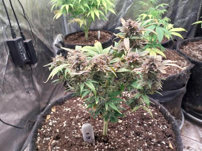 Pierrette de la lune 1. Week 11 - 05/11