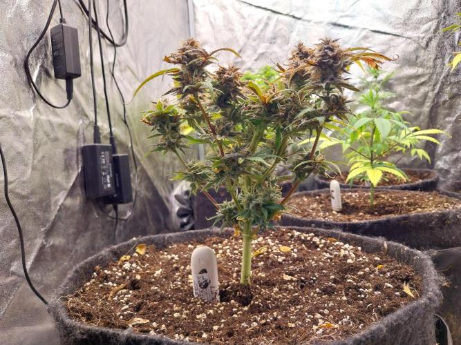 Pierrette de la lune 1. Week 11 - 05/11