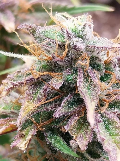 Pierrette de la lune 1. Week 11 - 05/11