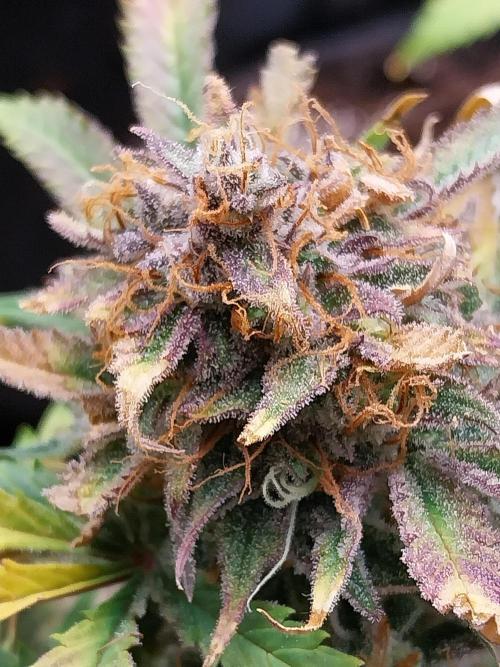 Pierrette de la lune 1. Week 11 - 05/11