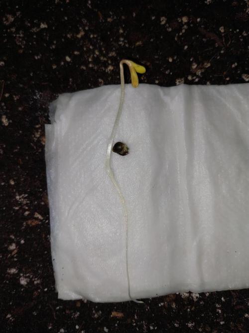 Pierrette de la lune 2. Week 0 - 01/11