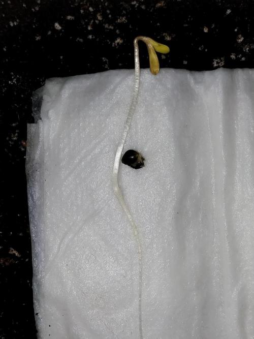 Pierrette de la lune 2. Week 0 - 01/11