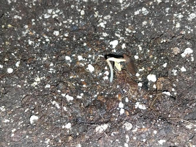 Pierrette de la lune 2. Week 0 - 01/11