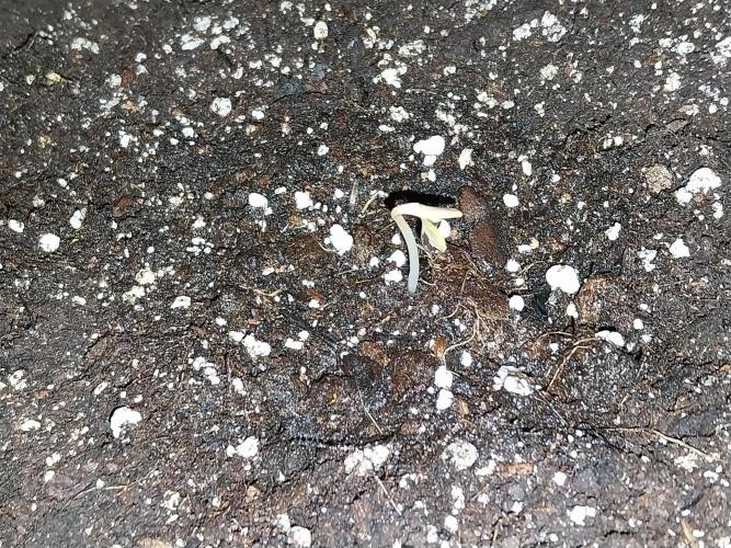 Pierrette de la lune 2. Week 0 - 01/11