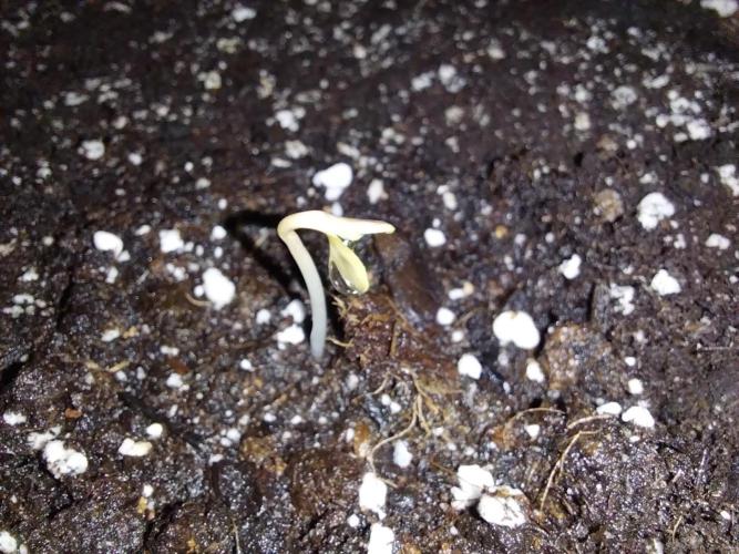 Pierrette de la lune 2. Week 0 - 01/11