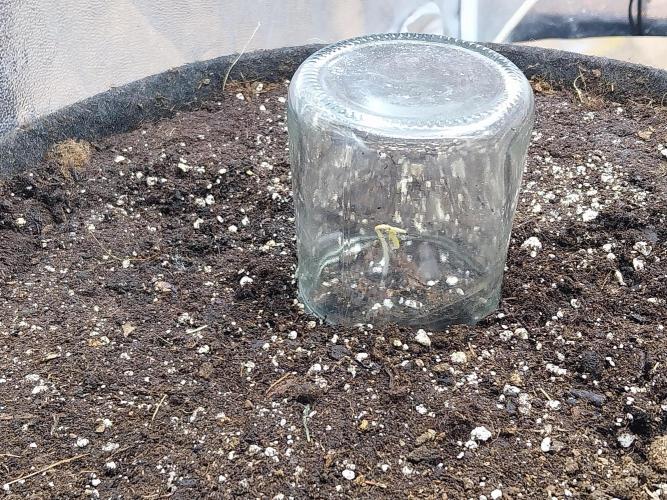 Pierrette de la lune 2. Week 0 - 01/11