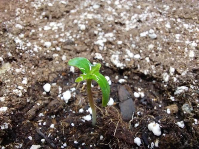 Pierrette de la lune 2. Week 0 - 02/11