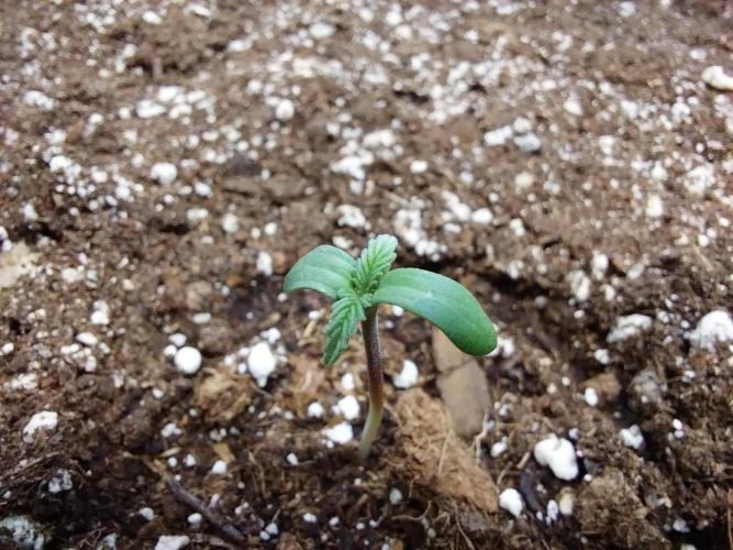 Pierrette de la lune 2. Week 0 - 03/11