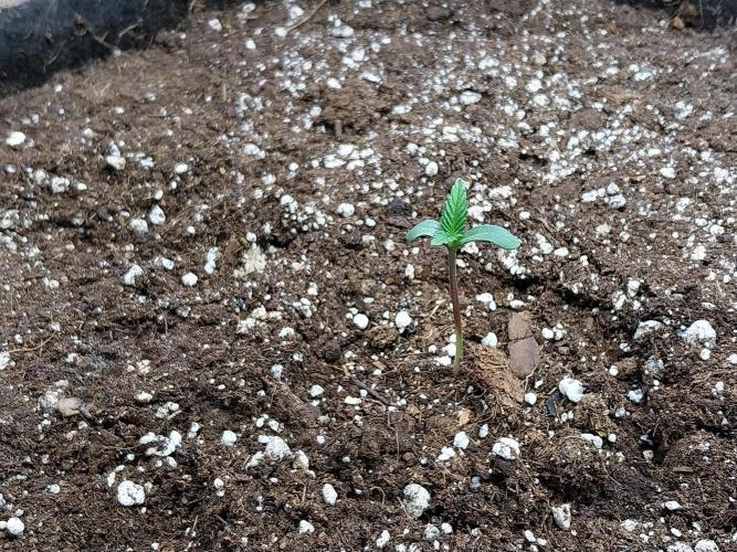 Pierrette de la lune 2. Week 0 - 04/11