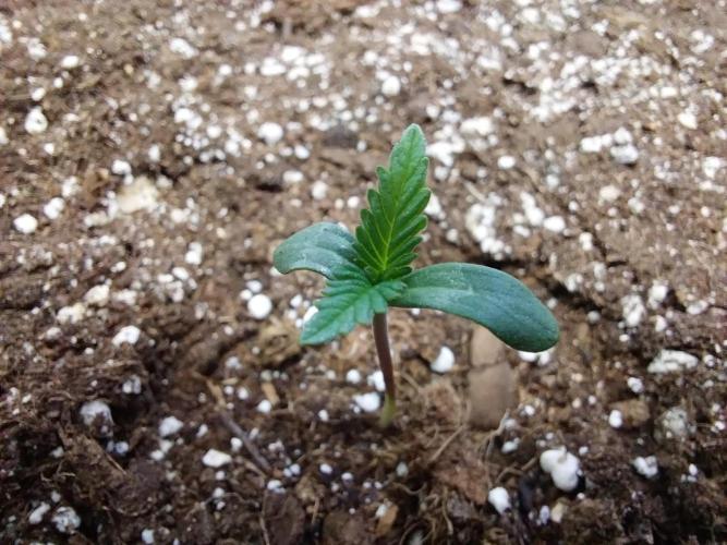 Pierrette de la lune 2. Week 0 - 04/11