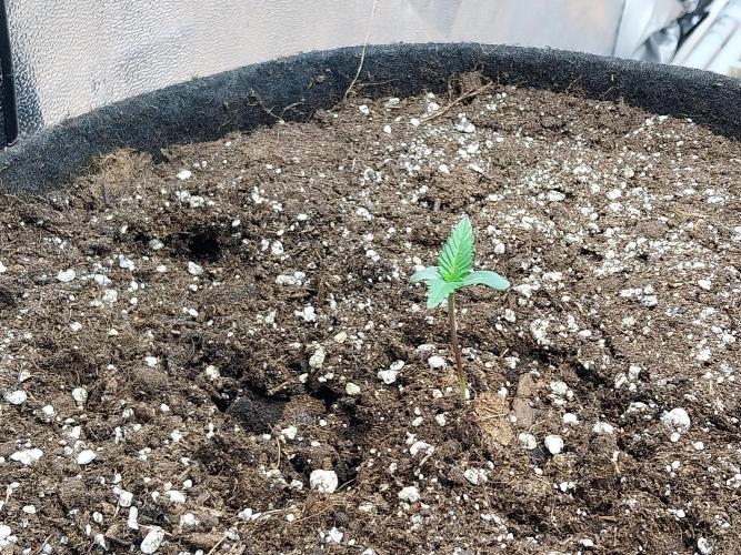 Pierrette de la lune 2. Week 0 - 05/11