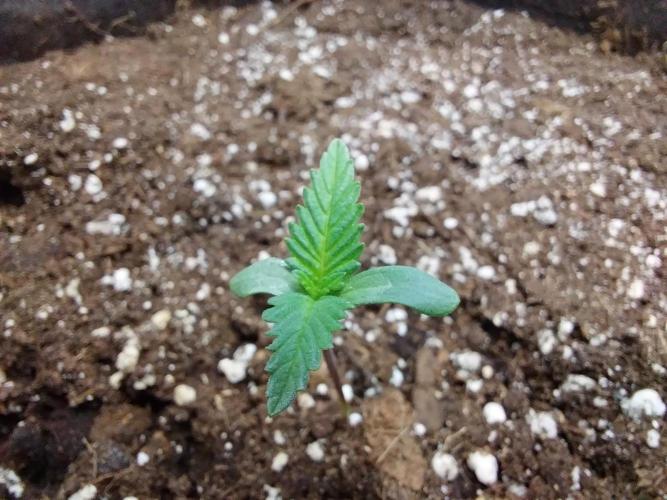 Pierrette de la lune 2. Week 0 - 05/11