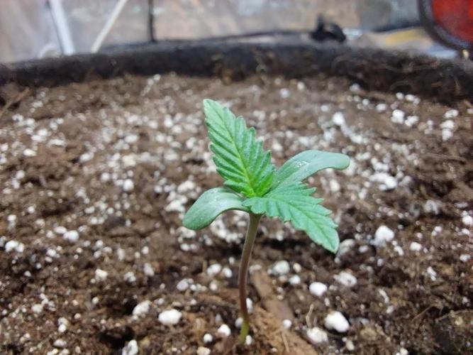 Pierrette de la lune 2. Week 0 - 05/11