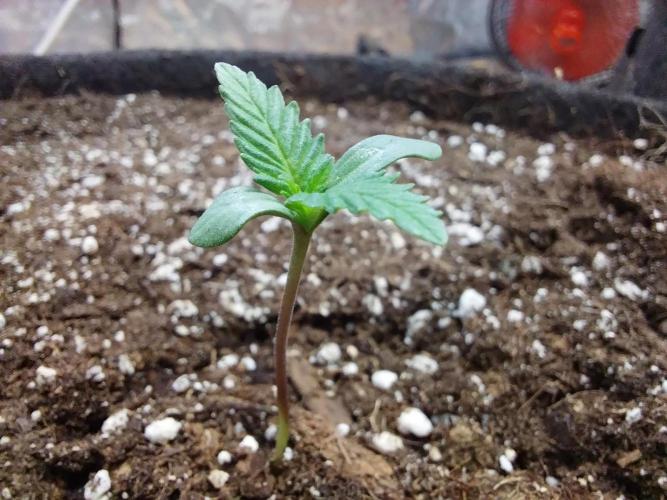 Pierrette de la lune 2. Week 0 - 05/11