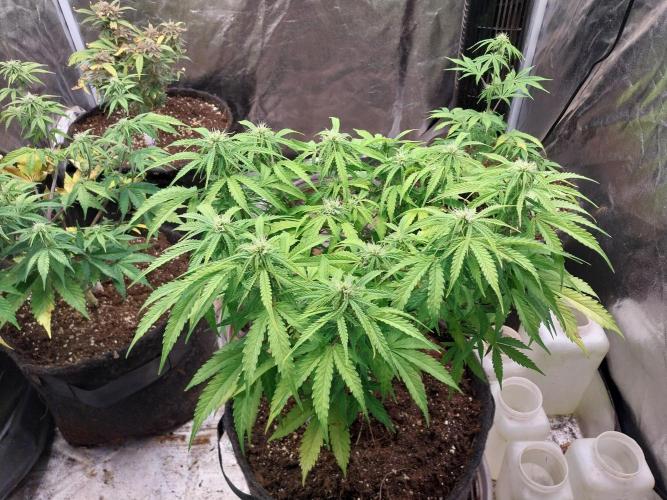 Mat Ohperché. Week 9 - 31/10