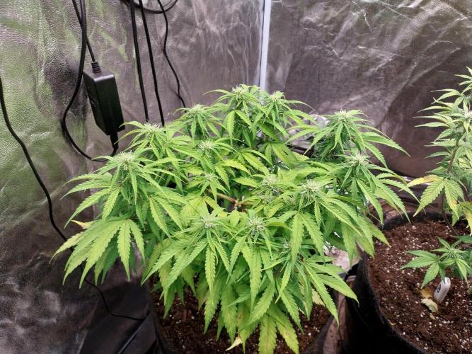 Mat Ohperché. Week 9 - 01/11