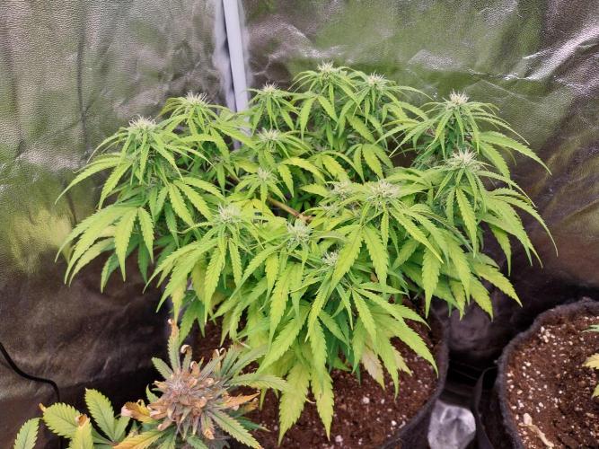 Mat Ohperché. Week 9 - 02/11