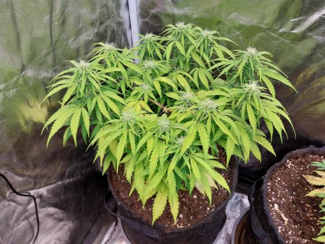 Mat Ohperché. Week 9 - 03/11