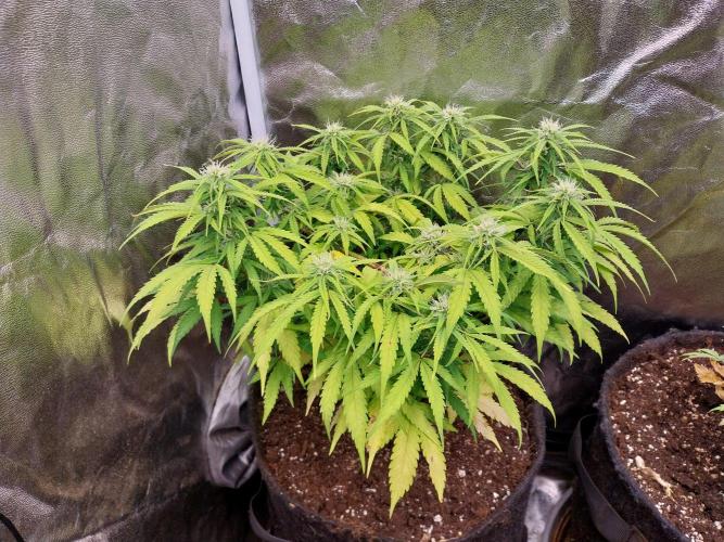 Mat Ohperché. Week 9 - 04/11