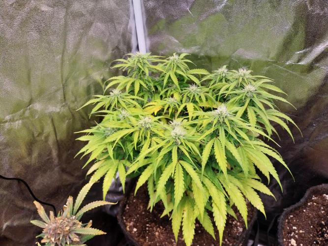 Mat Ohperché. Week 9 - 05/11