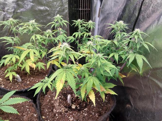 Pomofour le retour. Week 7 - 02/11