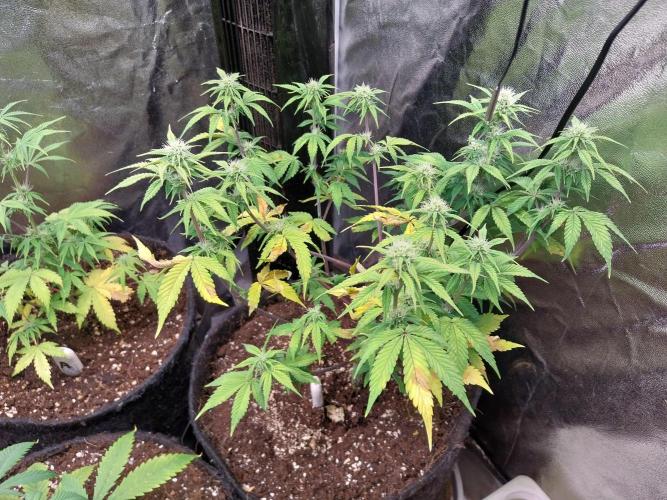 Pomofour le retour. Week 7 - 03/11