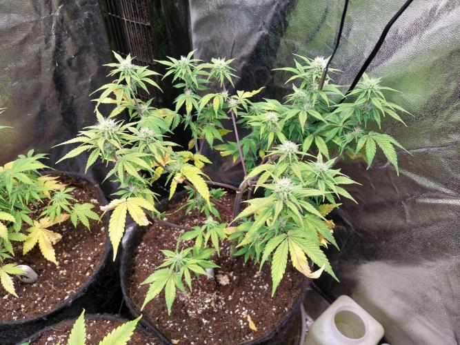 Pomofour le retour. Week 7 - 04/11