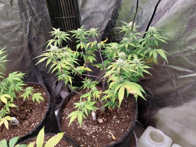 Pomofour le retour. Week 7 - 05/11