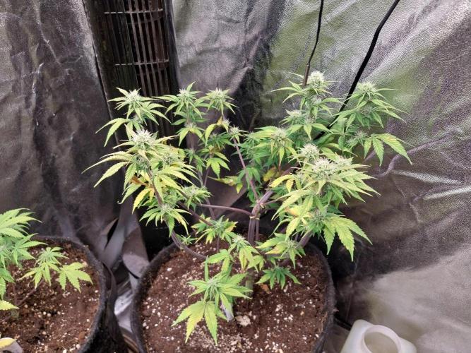 Pomofour le retour. Week 7 - 06/11