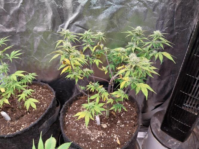 Pomofour le retour. Week 7 - 07/11