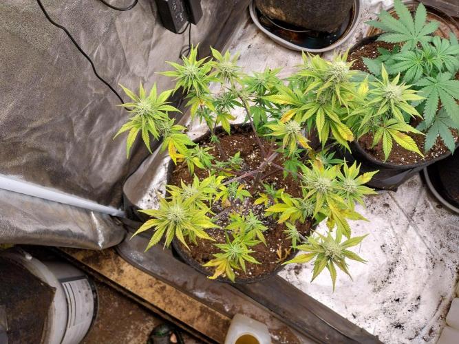 Pomofour le retour. Week 7 - 08/11