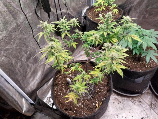 Pomofour le retour. Week 7 - 08/11