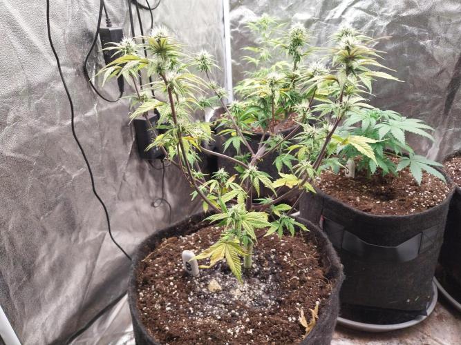 Pomofour le retour. Week 7 - 08/11