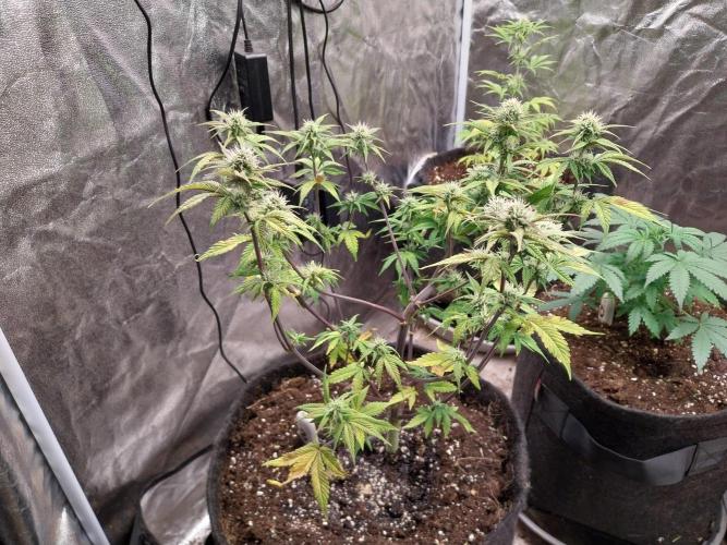 Pomofour le retour. Week 7 - 08/11